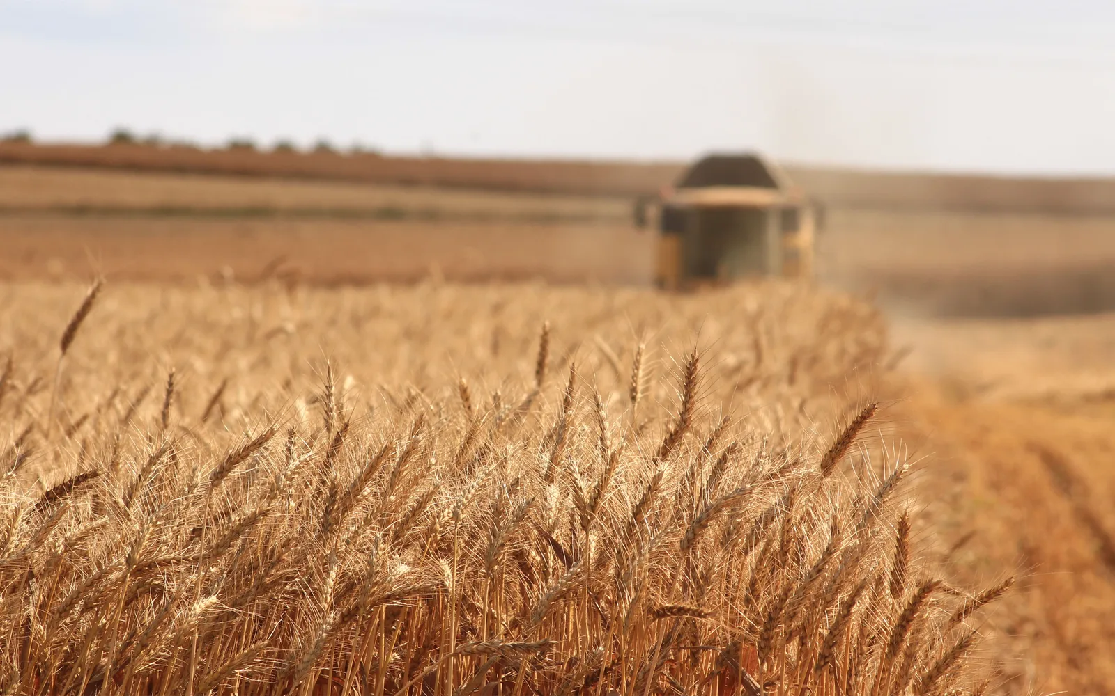 Tractor harvesting wheat in a Central Valley farm field